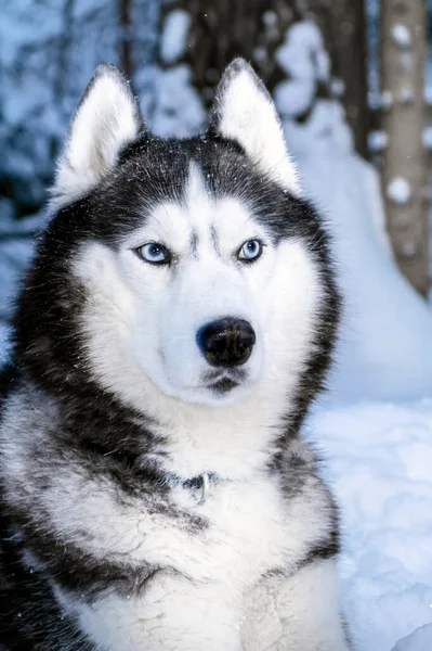 Zwart Witte Siberische Husky Hond Met Blauwe Ogen Wandeling Winterpark — Stockfoto