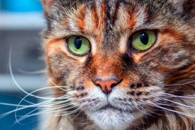 Kedi ağızlığı, yakından, maine rakunu kedisiyle yüzleş..