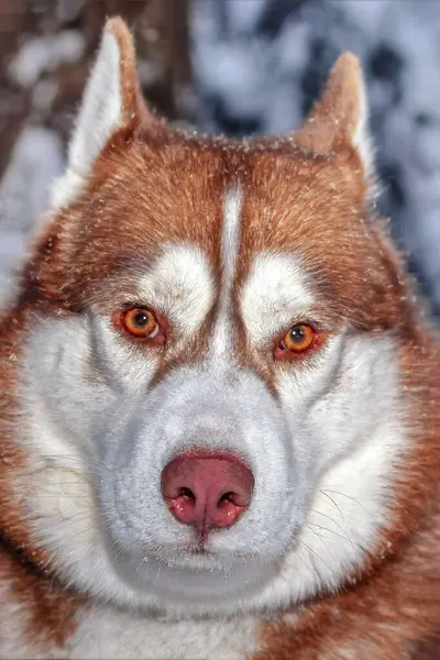 Retrato Vermelho Siberian Husky Dog Fundo Floresta Inverno Neve Espaço — Fotografia de Stock