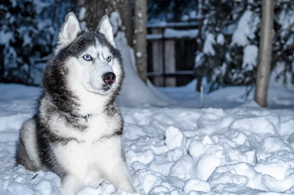 Retrato Cão Husky Siberiano Com Olhos Azuis Passeio Parque Inverno — Fotografia de Stock