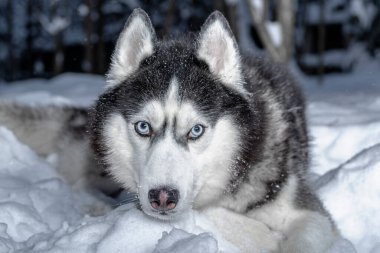 Sibirya köpeğinin portresi. Kış ormanlarında karların üzerinde yatıyor. Kapat..