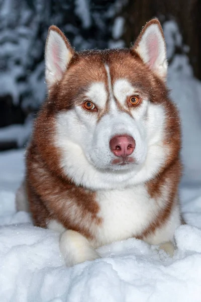 Portret Czerwonego Syberyjskiego Husky Psa Leżącego Śniegu Zimowym Lesie Widok — Zdjęcie stockowe