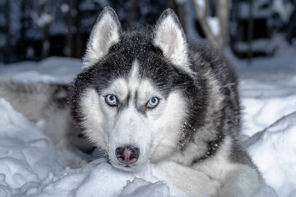 Portrait Siberian husky dog lying on the snow in winter forest, front view. Close up.