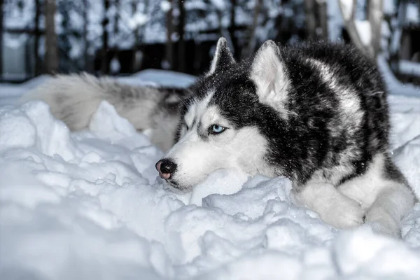 冬の森の雪の上に横たわるシベリアのハスキー犬の肖像画 サイドビュー — ストック写真