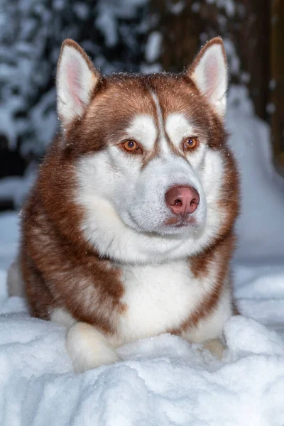 Porträtt Röd Sibirisk Husky Hund Liggande Snön Vinterskogen Framifrån Närbild — Stockfoto