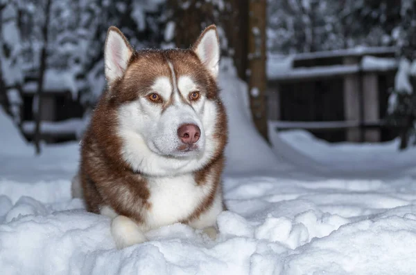 Retrato Rojo Perro Husky Siberiano Acostado Nieve Bosque Invierno Vista —  Fotos de Stock