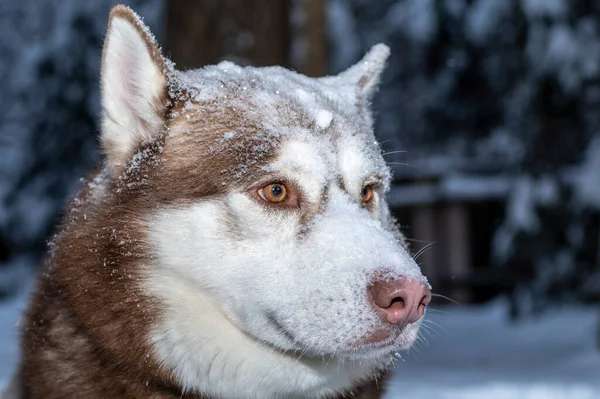 Portrait Red Siberian Husky Dog Lying Snow Winter Forest Front — Stock Photo, Image