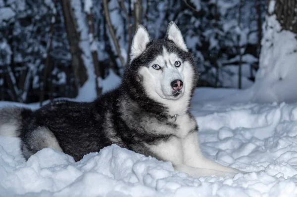 Retrato Perro Husky Siberiano Acostado Nieve Bosque Invierno —  Fotos de Stock