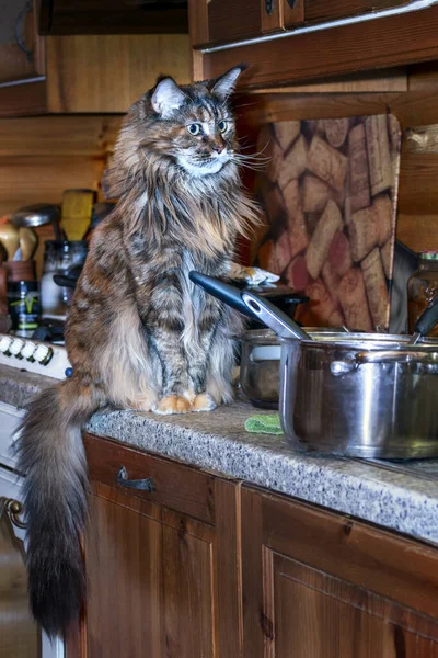 Maine Coon Katt Sitter Nära Diskbänken — Stockfoto