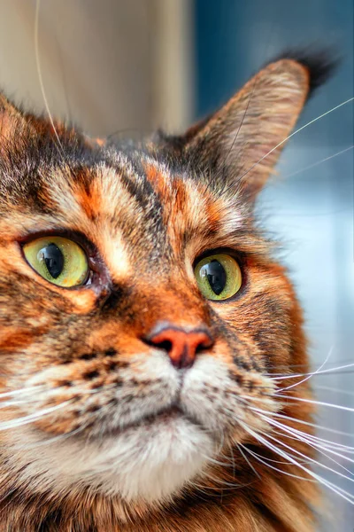 Retrato Maine Coon Gato Cerca Enfoque Selectivo — Foto de Stock