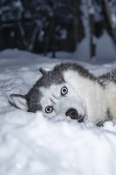 西伯利亚哈士奇犬 长着一双蓝眼睛 在冬日公园的雪地上嬉笑着 雪地上的疯狗 — 图库照片