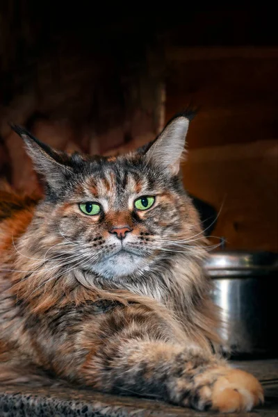 Maine Coon Katt Nattköket Porträtt Katt Som Ligger Köksbänken — Stockfoto