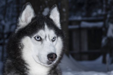 Kış gecesi ormanında Sibirya köpeği portresi.