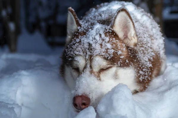 Red Siberian Husky Dog Sleep Snow Winter Forest Husky Dog —  Fotos de Stock