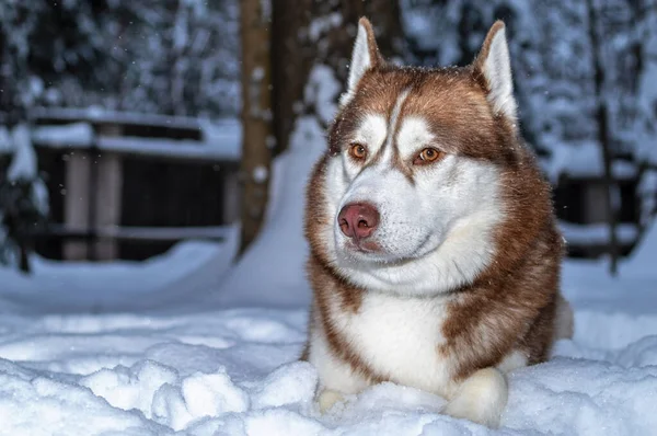 Retrato vermelho Siberian husky cão deitado na neve na floresta de inverno. Espaço de cópia. — Fotografia de Stock