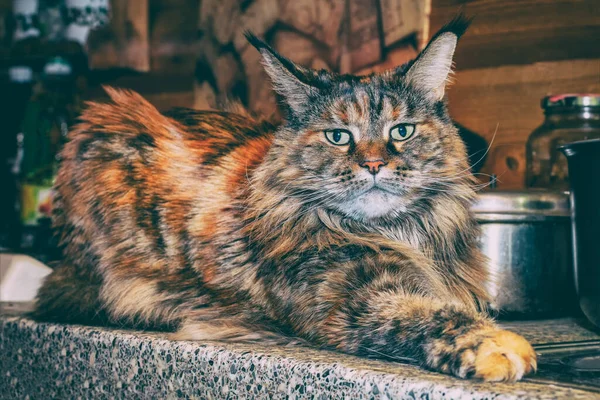 Мэн Кун Кот на кухне. Портрет кота, лежащего на кухонном столе — стоковое фото