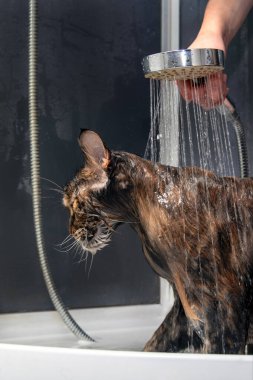 Islak kedi. Maine Coon kedisi duştan sulanır. Kedi yıkanıyor..