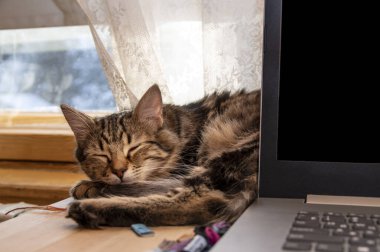 Kedi yavrusu güneşli pencerenin yanında dizüstü bilgisayarla uyuyor..