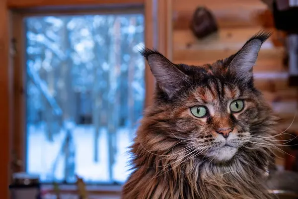 Retrato de gato maine coon. Retrato vista frontal — Foto de Stock