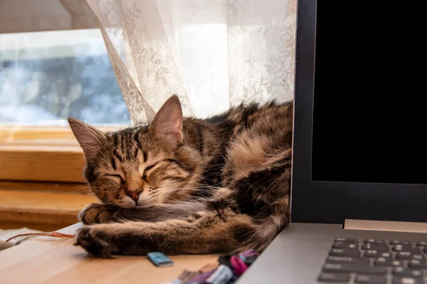 Kitten slaapt op tafel met laptop in de buurt van zonnig raam. — Stockfoto