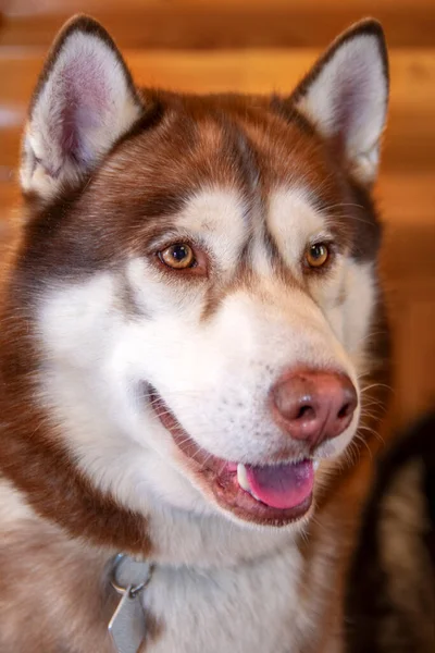 Porträtt röd sibirisk husky hund närbild. — Stockfoto