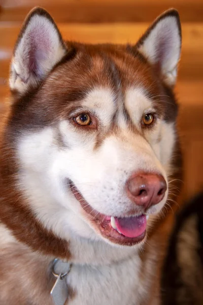 ポートレートレッドシベリアハスキー犬閉じますアップ. — ストック写真