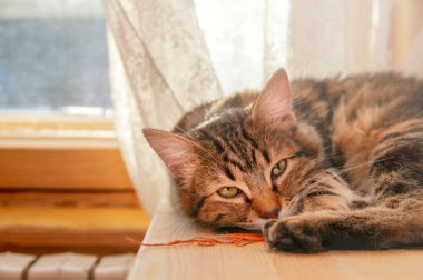 Kedi yavrusu güneşli pencerenin yanındaki masada uyuyor..