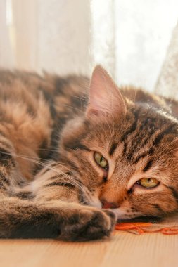 Kedi yavrusu güneşli pencerenin yanındaki masada uyuyor..