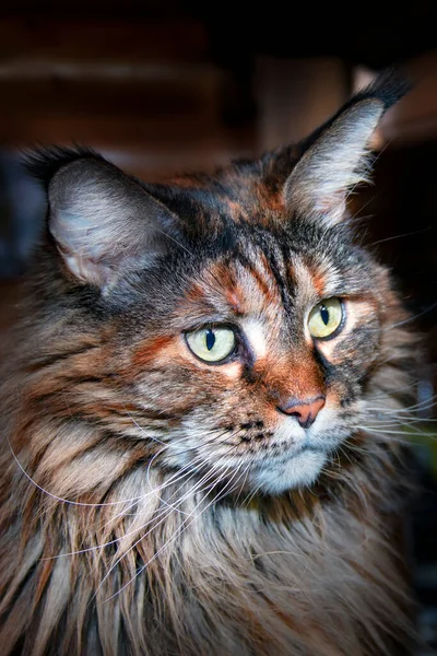 Maine Coon cat portrait, closeup on dark bacground. — 스톡 사진