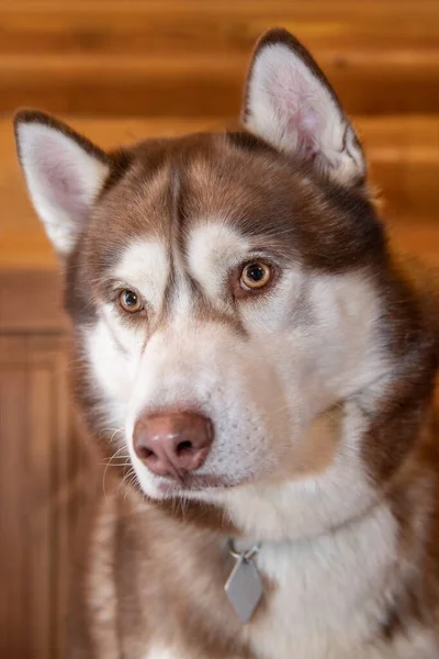 Retrato siberiano cão husky com olhos azuis, close-up. — Fotografia de Stock