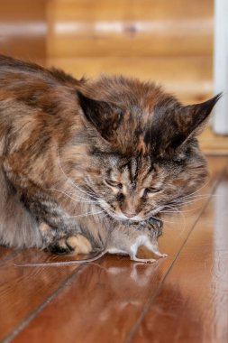 Kedi fareyi yakaladı. Kedi bir fareyi dişlerinin arasında tutar..