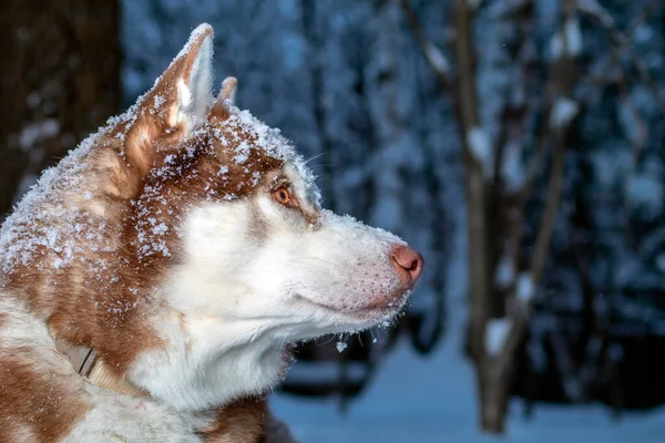 Retrato vermelho siberiano husky cão no inverno floresta — Fotografia de Stock
