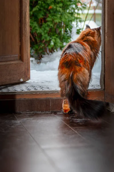 Maine Coon cat goes outside to the street. Cat looks at the street. Rear view, silhouette