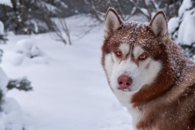 Kırmızı kurt köpeğinin portresi karla kaplanmış, şarap arka planında, kopyalama alanı.