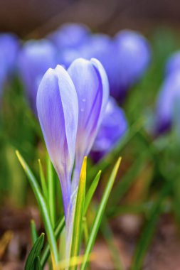 Kapalı, açılmamış bahar çiçeği. Mor tomurcuk yakın plan.