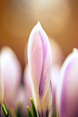 Karanlık bir akşamda, güneş ışınlarında güzel bir çiçek doğada yakın çekim makrosu. Altın güneşli, atmosferik, enfes bir görüntü..