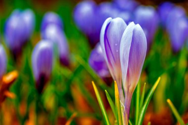 Açık havada güneş ışığıyla yıkanan yabani mor çiçekler, yumuşak seçici odak, yakın çekim makro. Sihirli sanatsal görüntü.