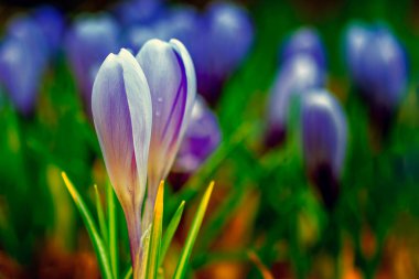 Mor çiçekler tarlada güneş ışığıyla yıkanmış, yumuşak seçici odak, yakın çekim makro.