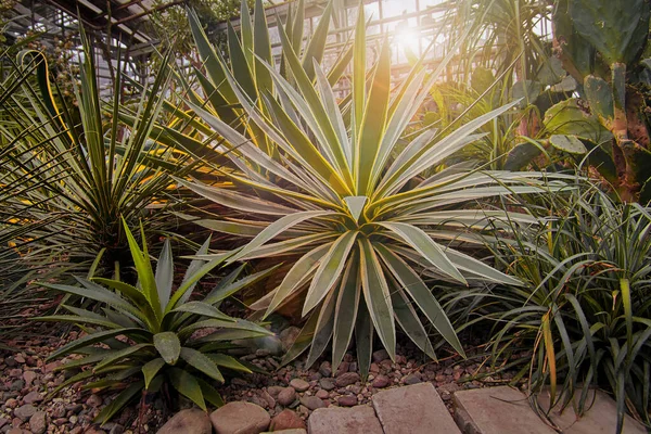 Grande agave dans la serre dans les chauds rayons orangés du soir du soleil — Photo