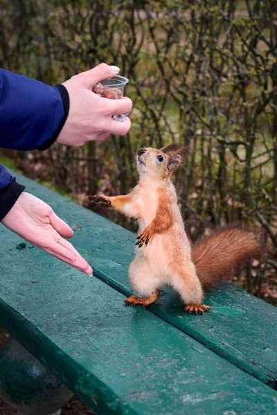 Squirrel reaches for the nut in the mans hands on a park bench. Red Squirrel stands on its hind legs. — Stock Photo, Image