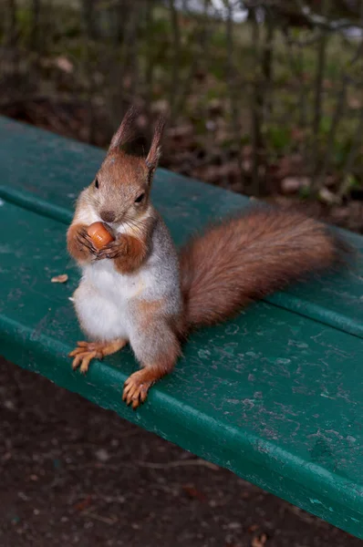 Squirrel dengan kacang di cakarnya duduk di bangku taman — Stok Foto