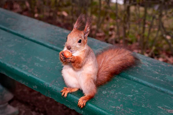 Squirrel dengan kacang di cakarnya duduk di bangku taman — Stok Foto