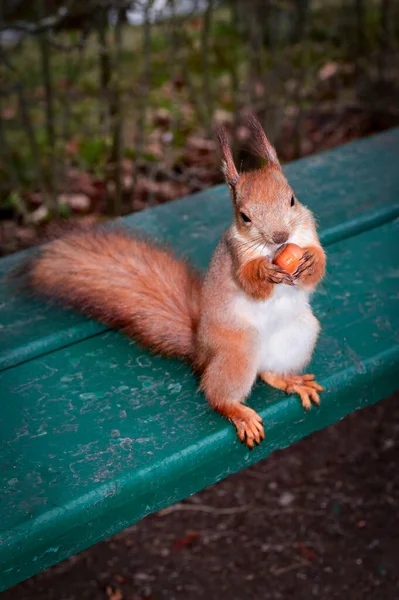 Squirrel dengan kacang di cakarnya duduk di bangku taman — Stok Foto