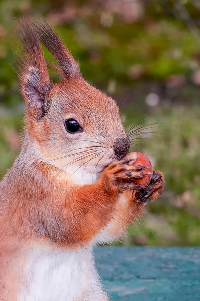 Squirrel with a nut in its paws — Stock Photo, Image
