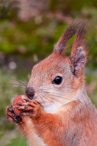 Squirrel dengan kacang di cakarnya — Stok Foto