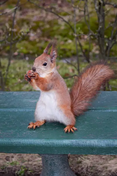 Squirrel dengan kacang di cakarnya — Stok Foto