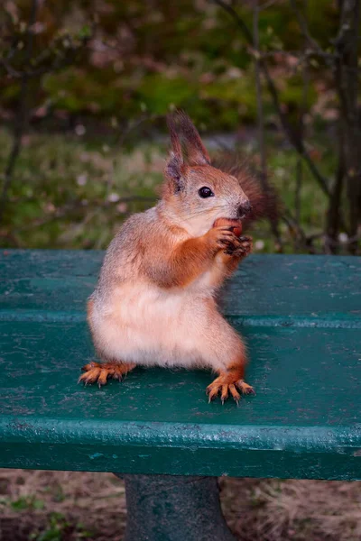 Squirrel dengan kacang di cakarnya duduk di bangku taman — Stok Foto