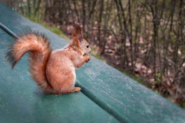 Squirrel with a nut in its paws sits on park bench — Stock Photo, Image