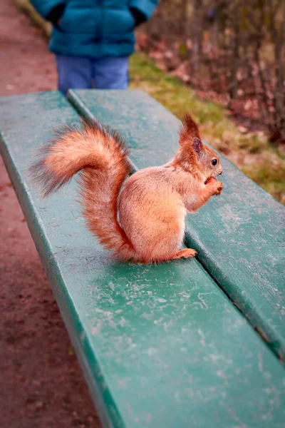 Белка с орехом в лапах сидит на скамейке в парке — стоковое фото