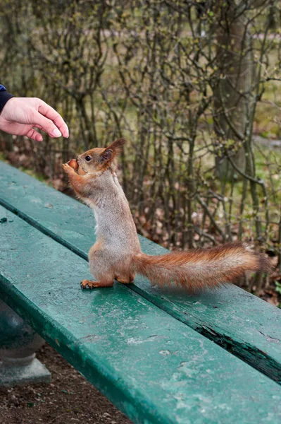 Белка тянется за орехом в руках людей на скамейке в парке. Красная белка стоит на задних лапах. — стоковое фото